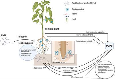 Understanding the dynamic interactions of root-knot nematodes and their host: role of plant growth promoting bacteria and abiotic factors